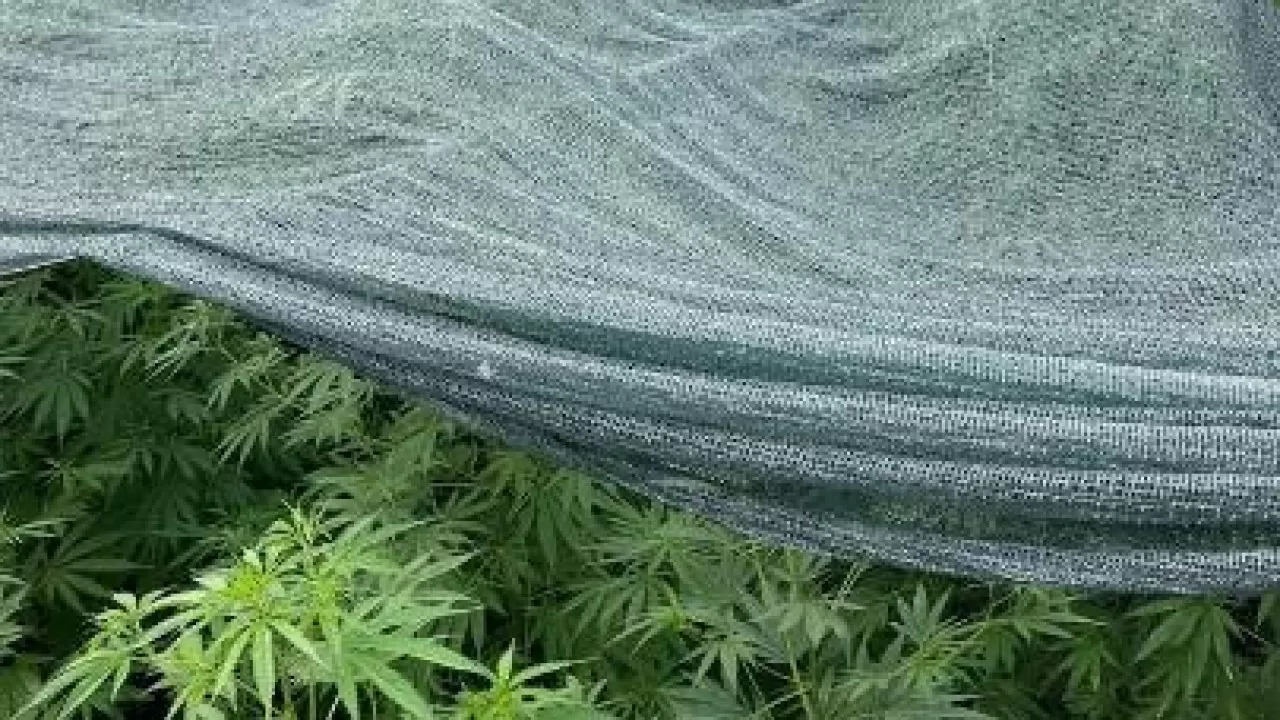 Ұшқышсыз басқарылатын құрылғының көмегімен қарасора плантациялары анықтады