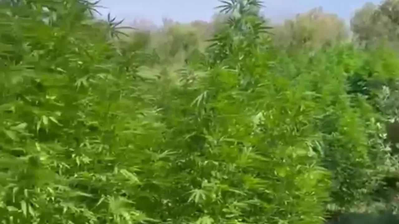 В Алматинской области выращивали "наркотические растения"