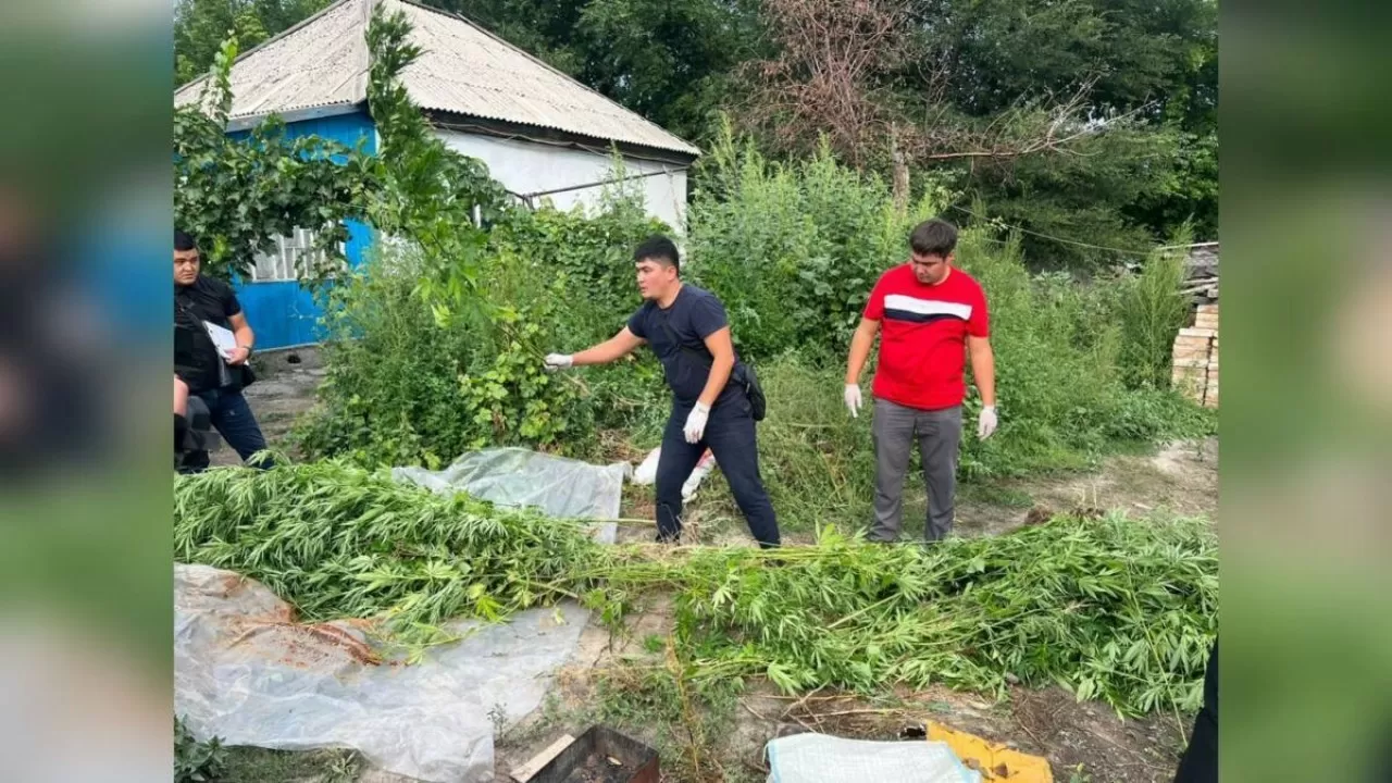 Жетісу облысында марихуана өсірумен айналысқан екі тұрғын ұсталды