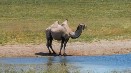 В Казахстане на 4% увеличилось поголовье верблюдов – до 282 тысяч
