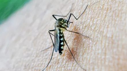 В Павлодарской области площадь потравки комаров будет сопоставима с размерами Сьерра-Леоне