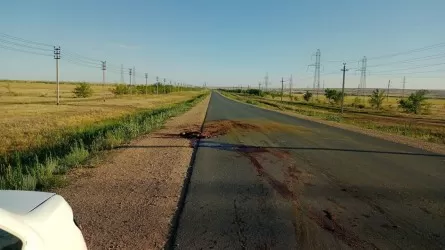 Мужчина погиб в Актобе, пытаясь помочь водителю машины, сбившему лошадь