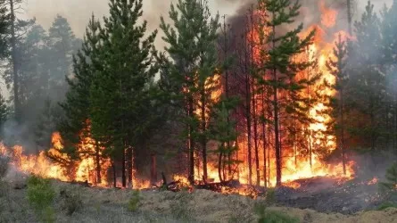 Үкімет резервінен орман өрттерінің алдын алуға 1,2 млрд теңге бөлу жоспарланып отыр