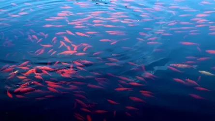 Причину гибели рыбы в Ишиме выясняют экологи СКО 