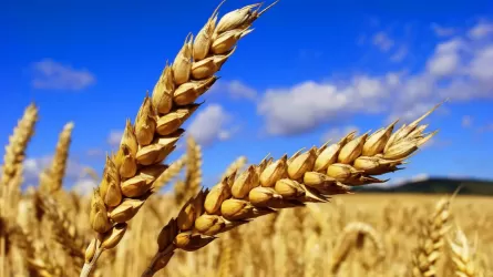 Kazakhstan Exports 4.1 Million Tons of Grain in Six Months