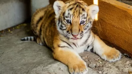 Карагандинцы определились с именами двум новорожденным тигрятам из зоопарка