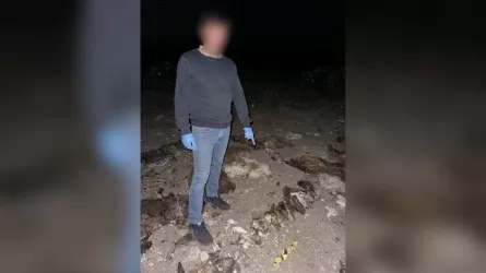 Отару овец стоимостью 7 млн тенге угнали скотокрады в Акмолинской области 