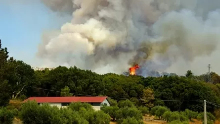 По факту лесного пожара в области Абай возбуждено уголовное дело