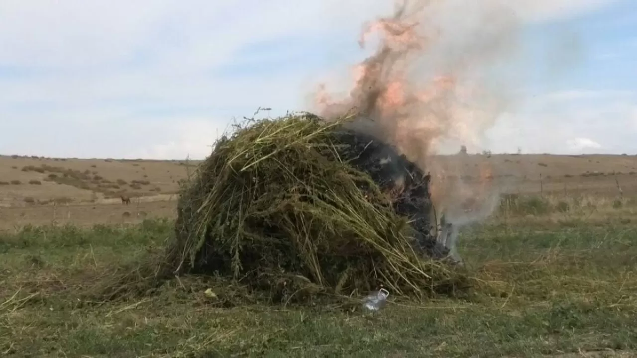 ШҚО-да 2,5 тоннадан астам жабайы қарасора өртелді