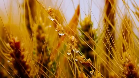 Дождливая осень – 2023: потери урожая и что будет с ценой на хлеб