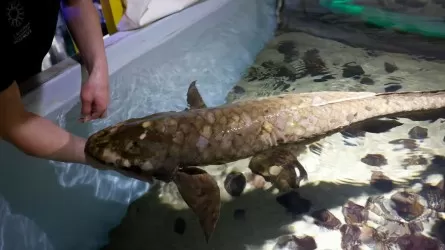 100-летняя аквариумная рыбка из США признана самой старой в мире