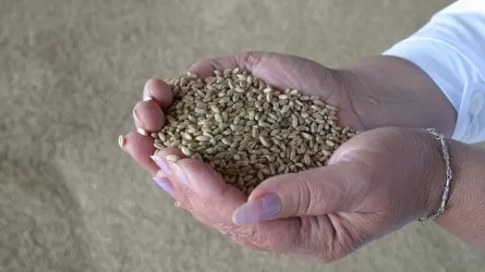В Казахстане продлили запрет на импорт пшеницы