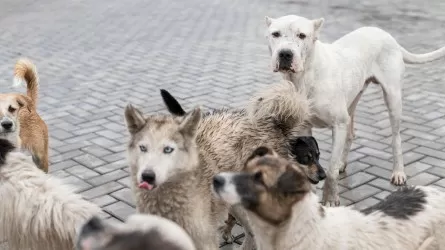Сколько в Казахстане выделяется на отлов и стерилизацию бродячих собак?