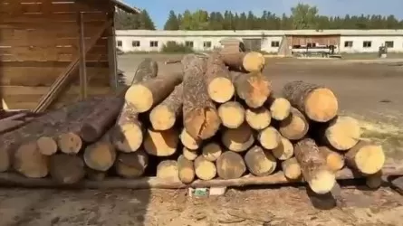 Сотрудники РГУ “Ертіс орманы” подозреваются в незаконной порубке и хищении леса в Павлодарской области 