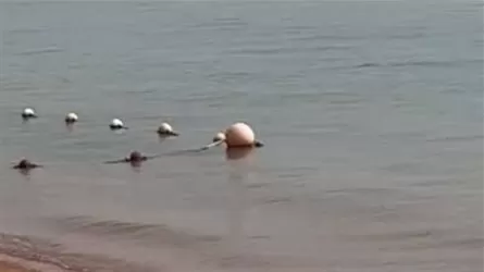 Мысырда туристке акула шабуыл жасады