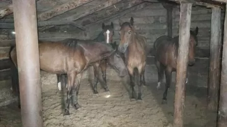 Табун лошадей стоимостью более 43 млн тенге угнали ночью в ВКО