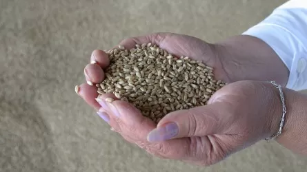 Около 20% урожая костанайской пшеницы пойдет на корм из-за дождей