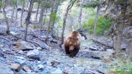 Тянь-шань тауларында қоңыр аюлар фототұзаққа түсіп қалды