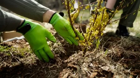 Арабский миллион долларов пошел не на лес, но на воду в Костанайской области