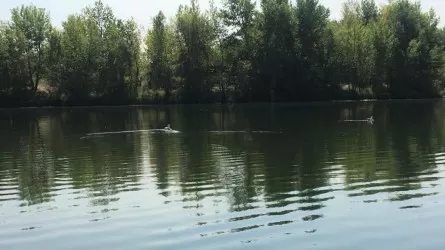 Павлодарские чиновники обещают закончить завесу на ртутном озере до конца года