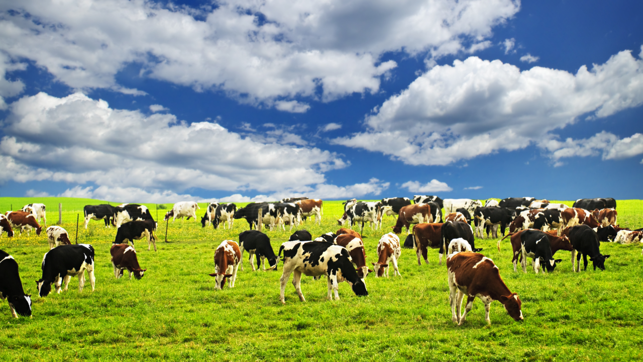 әдемі мысырлық лесбиянкалар Самарада жыныстық қатынасқа серіктес іздеймін