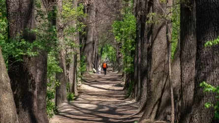 Почти 70 тыс. деревьев насчитали в Экибастузе