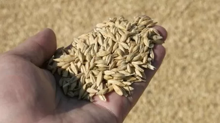 Казахстан за год поставил в Китай 2,2 млн тонн зерна