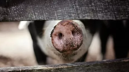 Поголовье свиней в Казахстане за год сократилось почти на 4%