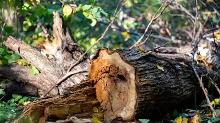 Алматыда құрылыс компаниясы жаңа тұрғын үй салу үшін жүздеген ағашты кесіп тастаған