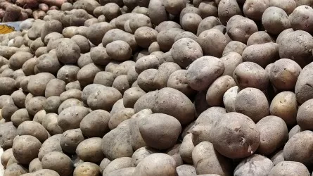 Китайские ученые выводят "космические" сорта семян картофеля