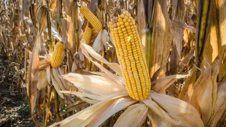 В Жетысуской области может полностью сгнить урожай кукурузы