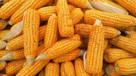 В Казахстане попросили поддержать производителей кукурузы 