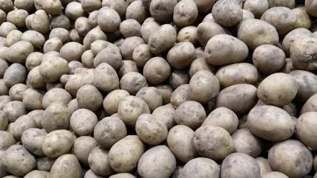 Вместо картофеля будет соя: так костанайские аграрии пытаются подтянуть экономику  