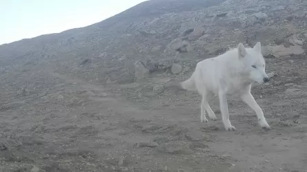 Фотоловушка в Мангистау сняла редкого белого волка