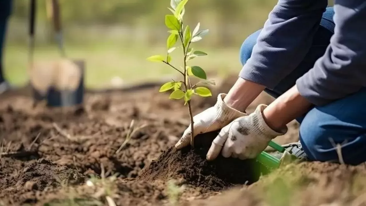 Алматыда биіктігі 6 метрден асатын көшеттер көп егілмек