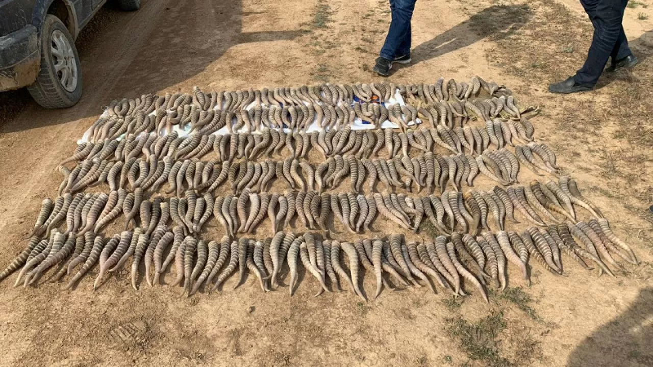 Атырауда киік аулағандардан 283 миллион теңге айыппұл өндірілген