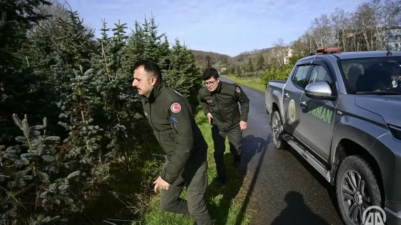 Стамбулда шыршалардың жаппай кесілуіне байланысты ормандарда кезекшілік ұйымдастырылды 