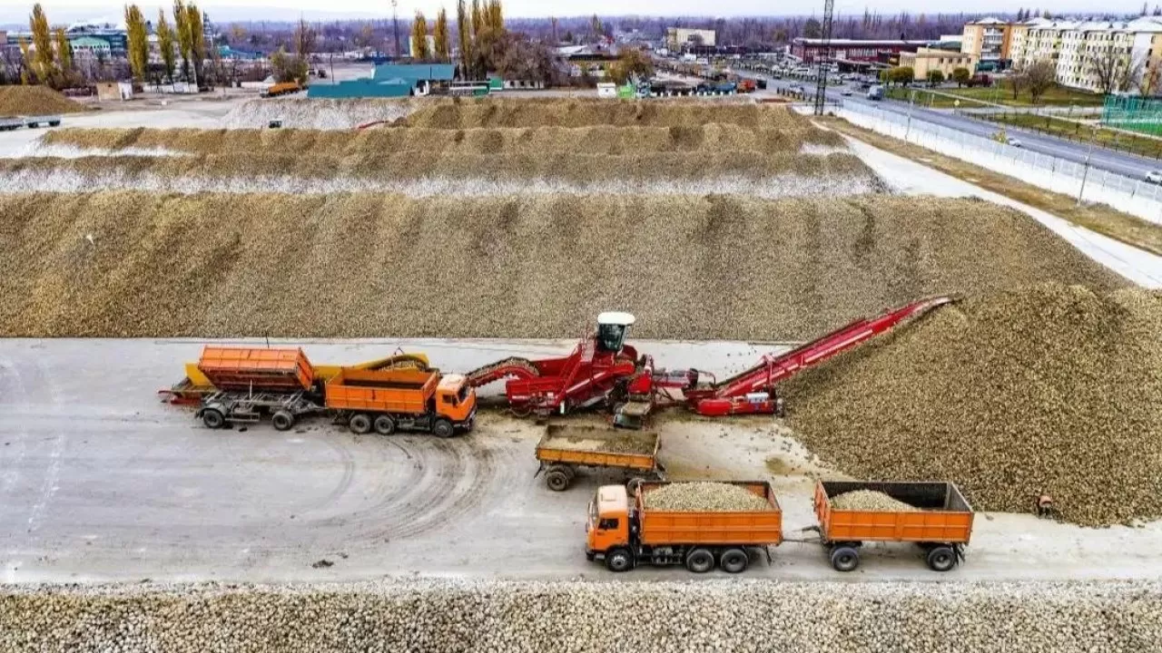 Ақсу, Көксу қант зауыттарына 600 мыңдай тонна өнім өткізілді 