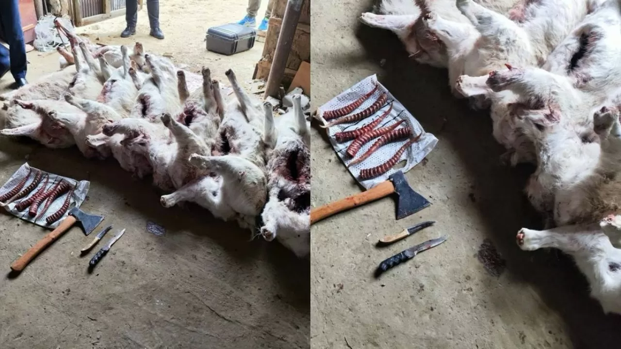 Ақтөбе облысында ақбөкенді заңсыз атқандар ұсталды 