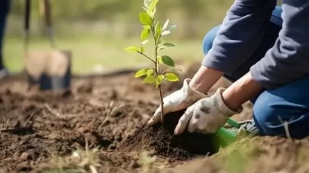 Алматыда биіктігі 6 метрден асатын көшеттер көп егілмек