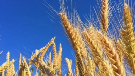 Бородулиха ауданы ауыл шаруашылығында өсім көрсетіп жатыр 