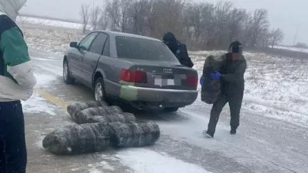 Больше 250 кг марихуаны перевозили в Audi наркокурьеры в Карагандинской области 