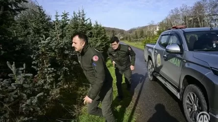 Стамбулда шыршалардың жаппай кесілуіне байланысты ормандарда кезекшілік ұйымдастырылды 