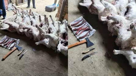 Ақтөбе облысында ақбөкенді заңсыз атқандар ұсталды 