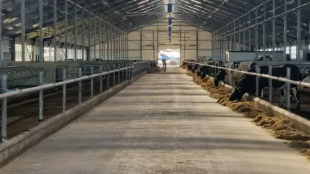 Орта Азиядағы ең ірі сүт фермасы Солтүстік Қазақстанда салынып жатыр 