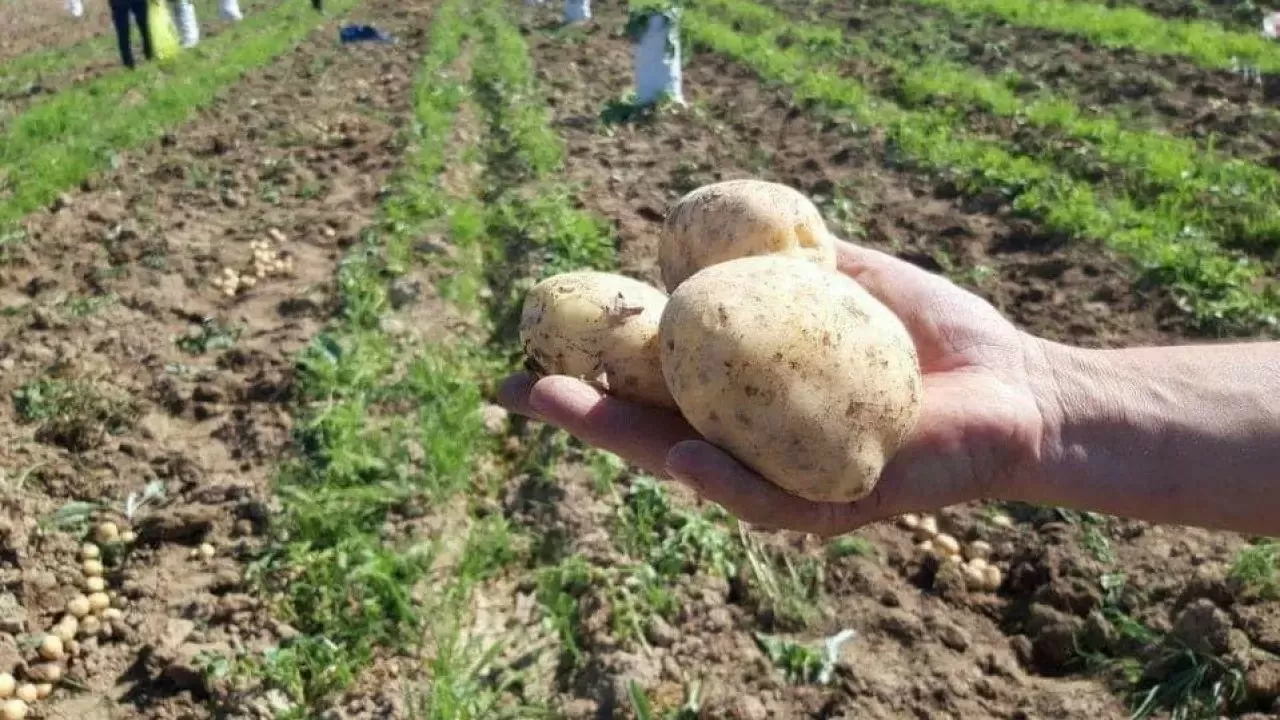 Сарыағаш ауданында бақша дақылдарын егу науқаны басталды