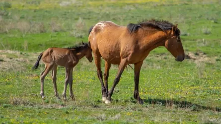 Прививать лошадей от лимфангита в Карагандинской области начнут этой весной 