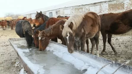 Қарағанды облысындағы 4 ауылға карантин енгізілді