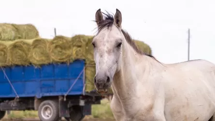 Карантин в Карагандинской области: уничтожено 185 лошадей