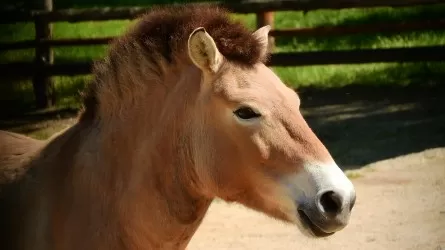 Восемь лошадей Пржевальского планируется доставить летом в Казахстан из Европы 